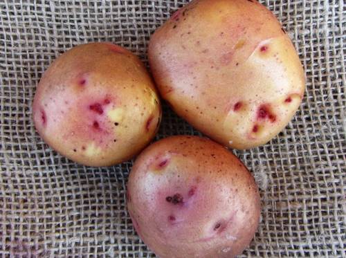 Картофель — уладар: описание сорта, фото, отзывы