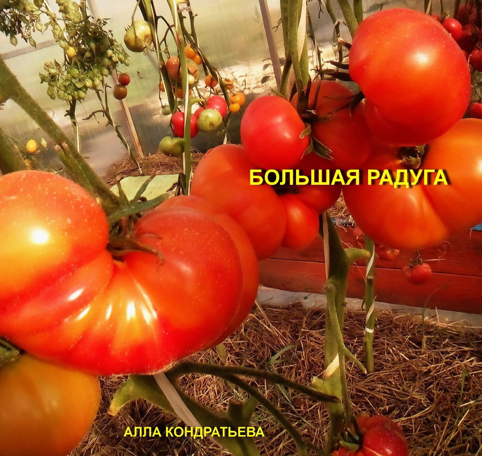 Томат огородник: характеристика и описание сорта, отзывы, фото