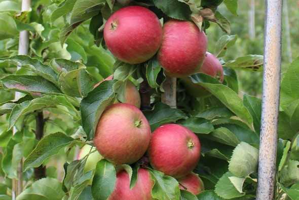 Колоновидная яблоня васюган для холодных регионов
