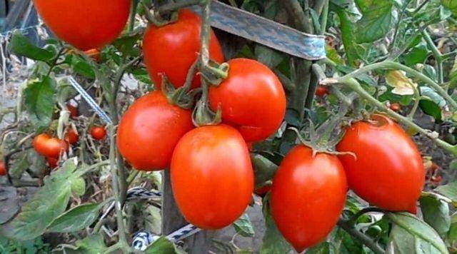 Чем нравится овощеводам томат сибирская тройка