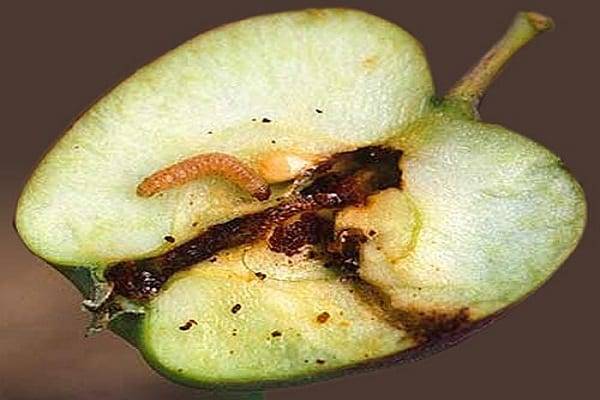 Методы борьбы с плодожоркой на яблоне, чем обработать, чтобы избавиться