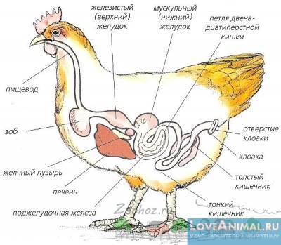 Зоб у курицы: причины и лечение