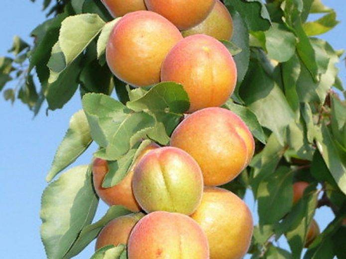 Краснощёкий абрикос: описание, посадка, выращивание и уход