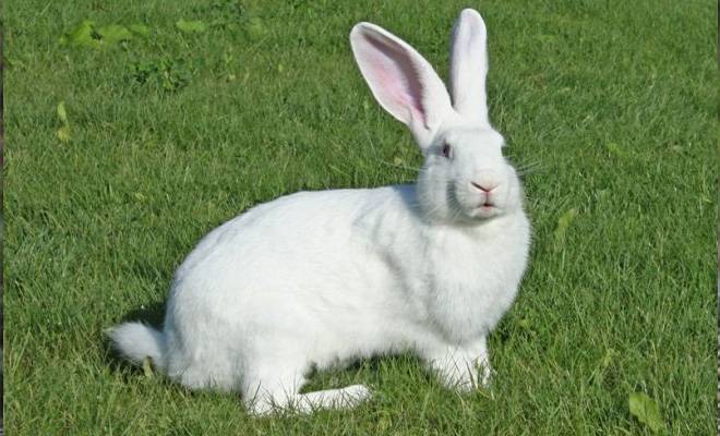 Бройлерные кролики породы белый паннон – быстрый рост и высокая плодовитость