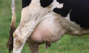 Актиномикоз у коров: причины появления заболевания, основные методы лечения, правила профилактики