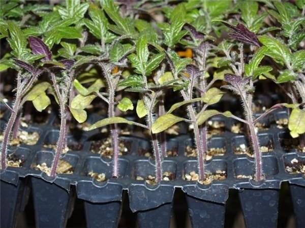 Выращивание рассады томатов по методу ганичкиной