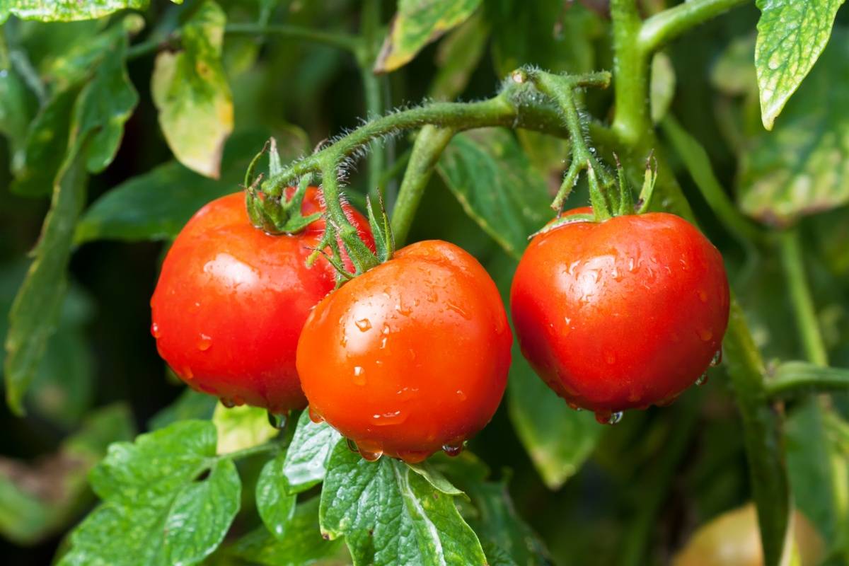 Характеристика и описание сорта томата Яблонька России, его урожайность