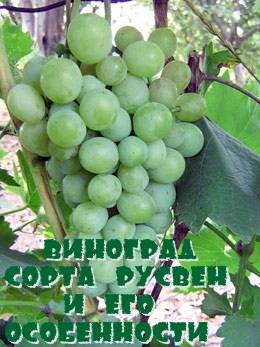 Устойчивый к морозам виноград «изабелла»: описание сорта, посадка и уход, фото