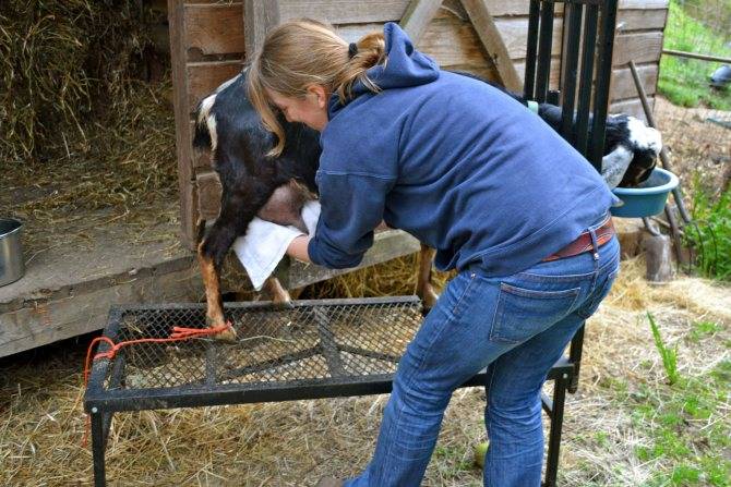 Сколько молока дает коза в сутки и как увеличить надой