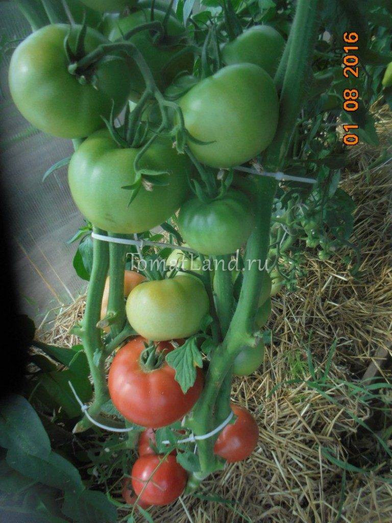 Томат супермодель: характеристика и описание сорта, урожайность с фото