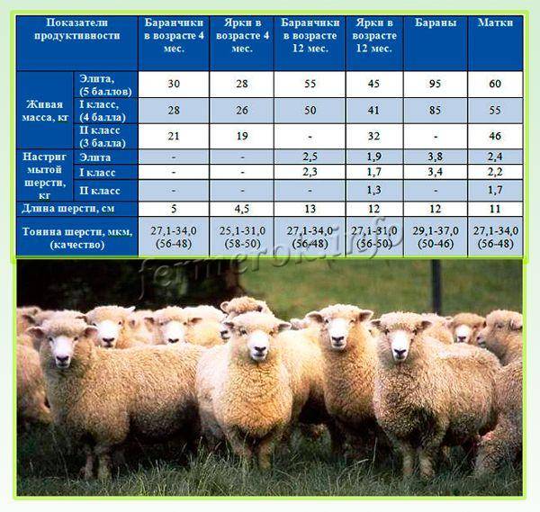 Молочные овцы породы и полезные сведения о нюансах разведения