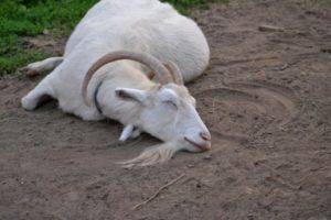 Заразные и незаразные болезни коз
