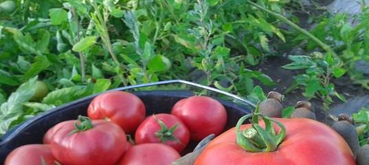 Описание гибридного томата государь и особенности выращивания сорта