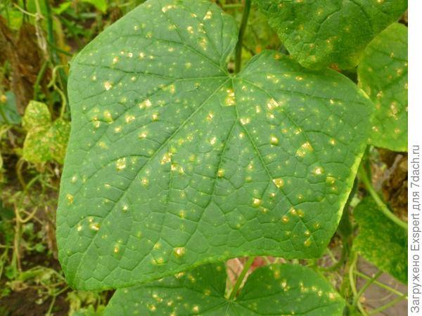 Причины и лечение желтых пятен на листьях огурцов