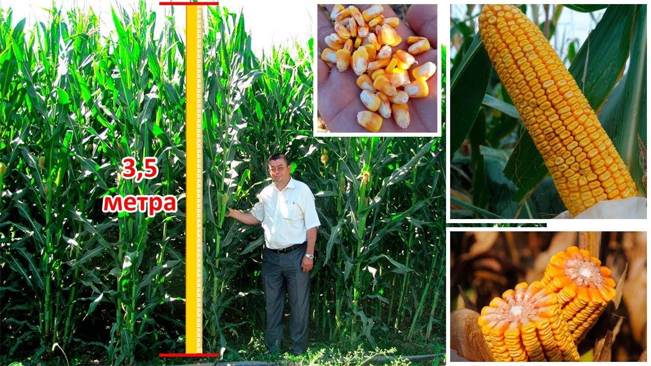 Что такое фуражная кукуруза, как её выращивают и куда применяют