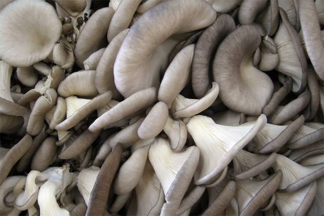 Как правильно заморозить грибы вешенки?