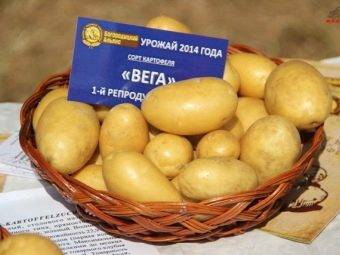 Описание сорта картофеля джувел, его характеристика и урожайность