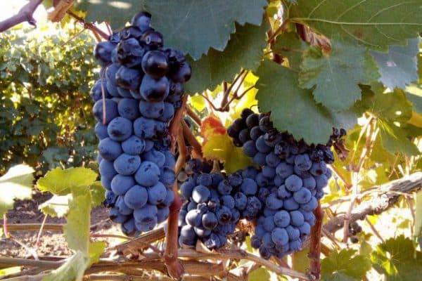 Описание и характеристики винограда сорта Саперави, регион произрастания и уход