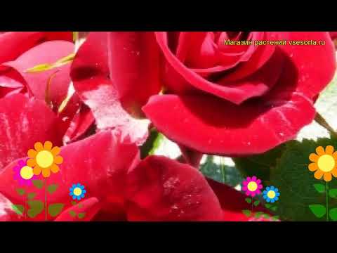 Сорта и выращивание роз флорибунда