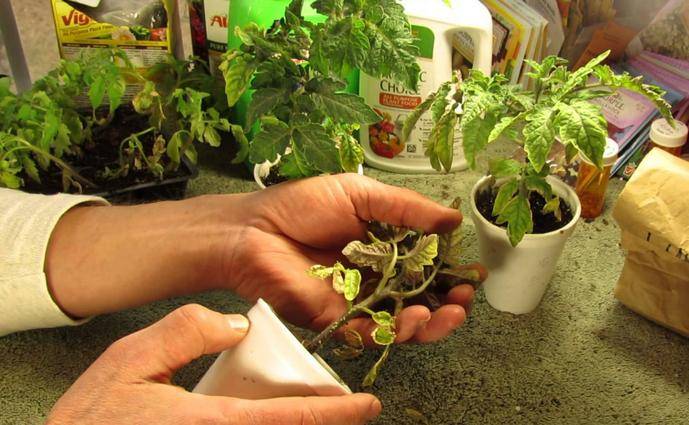 Выращивание рассады томатов по методу терехиных