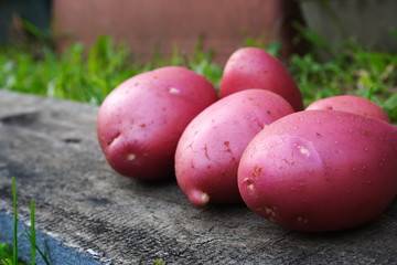 Сорт картофеля крепыш: описание и характеристика, отзывы