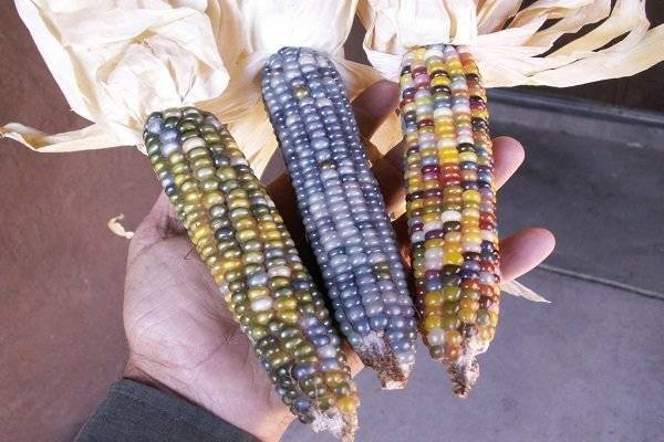 Что такое белая кукуруза, чем она отличается от обычной и как её есть