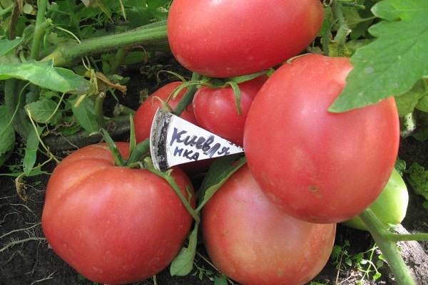 Описание крупноплодного сорта томата Киевлянка и его урожайность