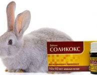 Препарат «байкокс» для кроликов