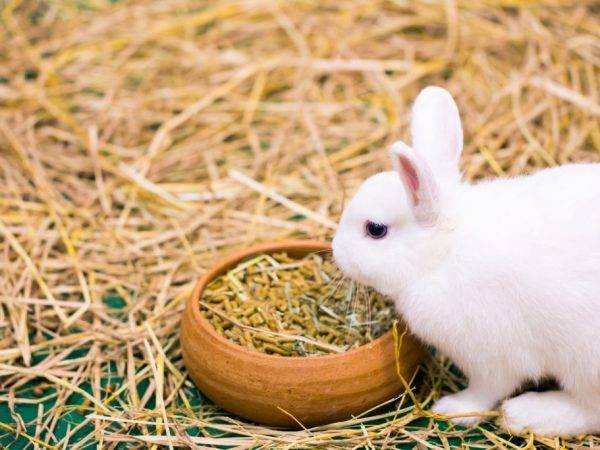 Сколько у кроликов длится беременность и как определить сукрольность, уход