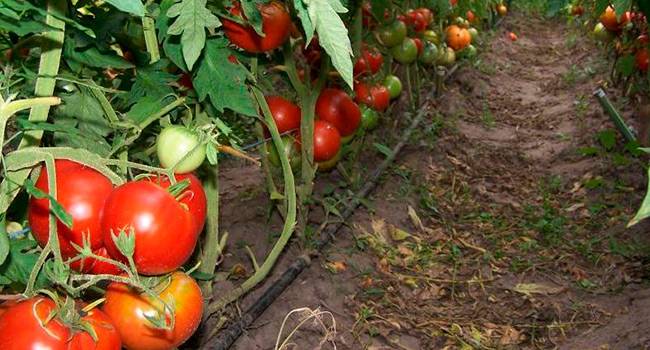 Как вырастить помидоры «бонсай» на балконе или на подоконнике
