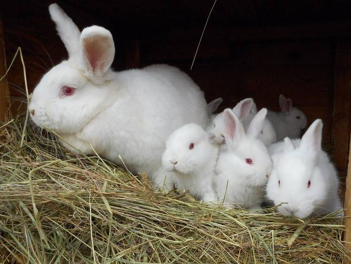 Как использовать препарат соликокс для кроликов: инструкция по применению