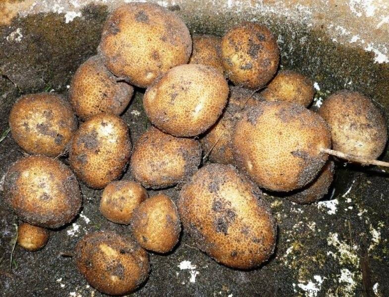 Генномодифицированный сорт картофеля «киви» : характеристика, описание сорта, фото