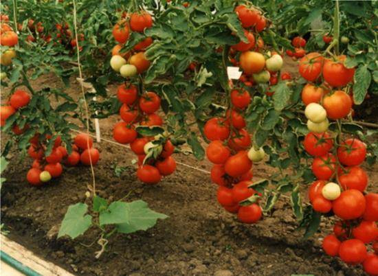 Как сажать помидоры на рассаду? выбираем лучшие сорта томатов для посадки