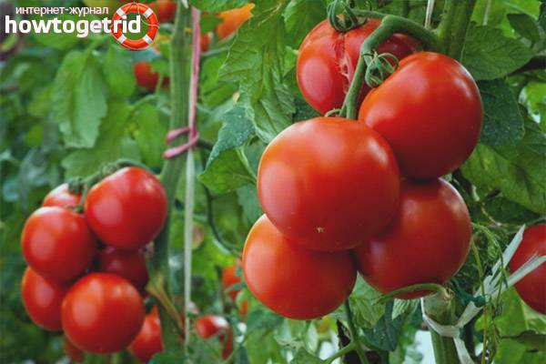 Описание, особенности и агротехника томата красная россыпь