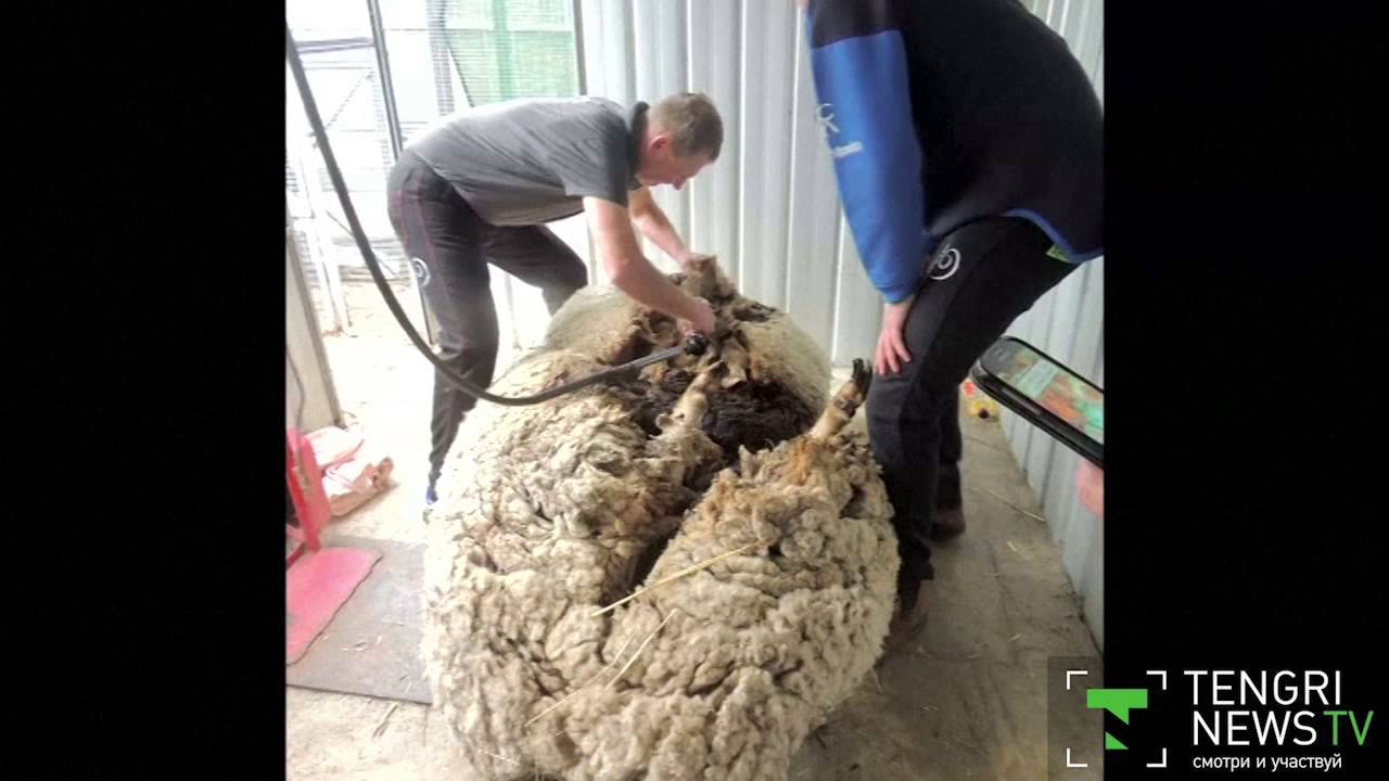 Как стригут овец?