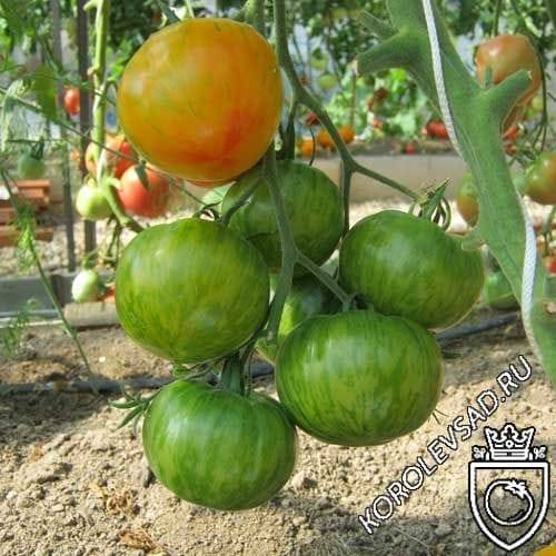 Сорт томатов «король красоты»: отзывы, описание, характеристика, урожайность, фото и видео