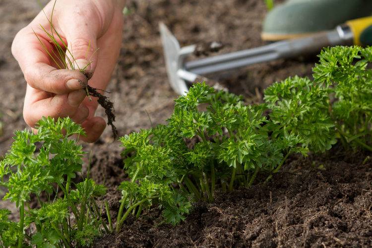 Как правильно выращивать петрушку в открытом грунте