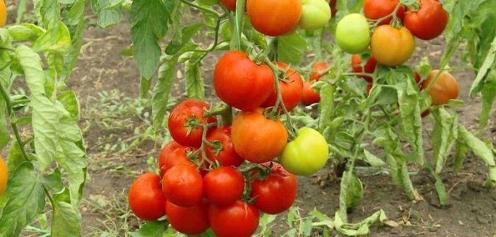 Любимец овощеводов, сорт, подаренный российскими селекционерами — томат «оля f1»