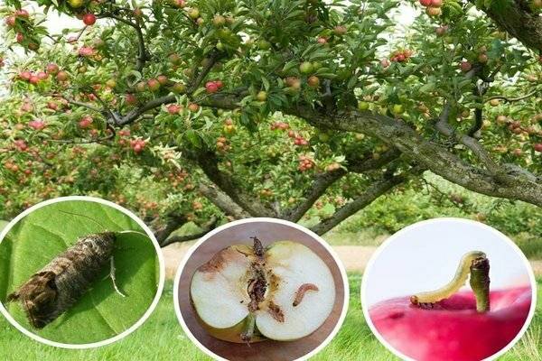 Плодожорка на яблоне: методы борьбы
