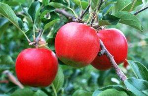 Позднелетняя яблоня орловим: описание, фото