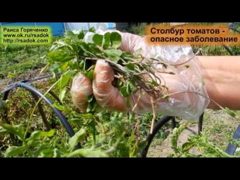 Меры борьбы и профилактика столбура (фитоплазмоза) томатов