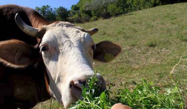 Корова и телёнок скрипят зубами: причины, что делать