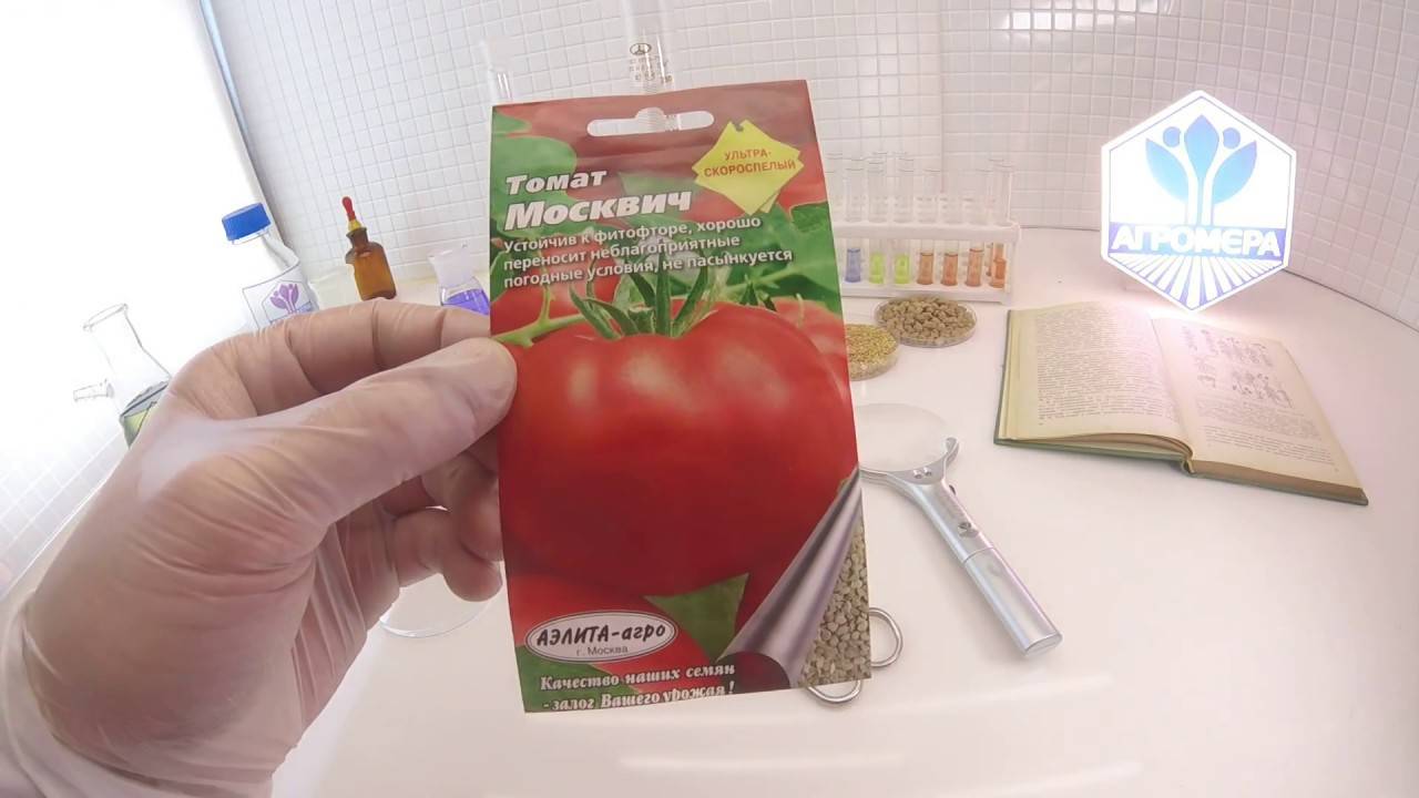 «сахарный бизон» — тепличный сорт помидоров