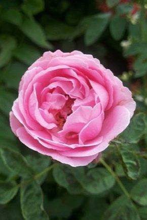 Особенности выращивания мускусных роз