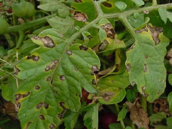 Самый подробный перечень болезней рассады томатов и взрослых растений: фото заболеваний и их лечения