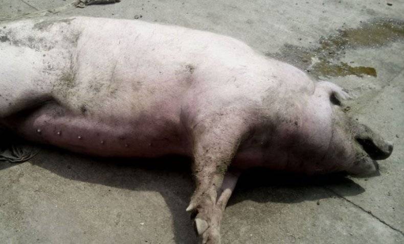 Африканская чума свиней и её опасность для человека