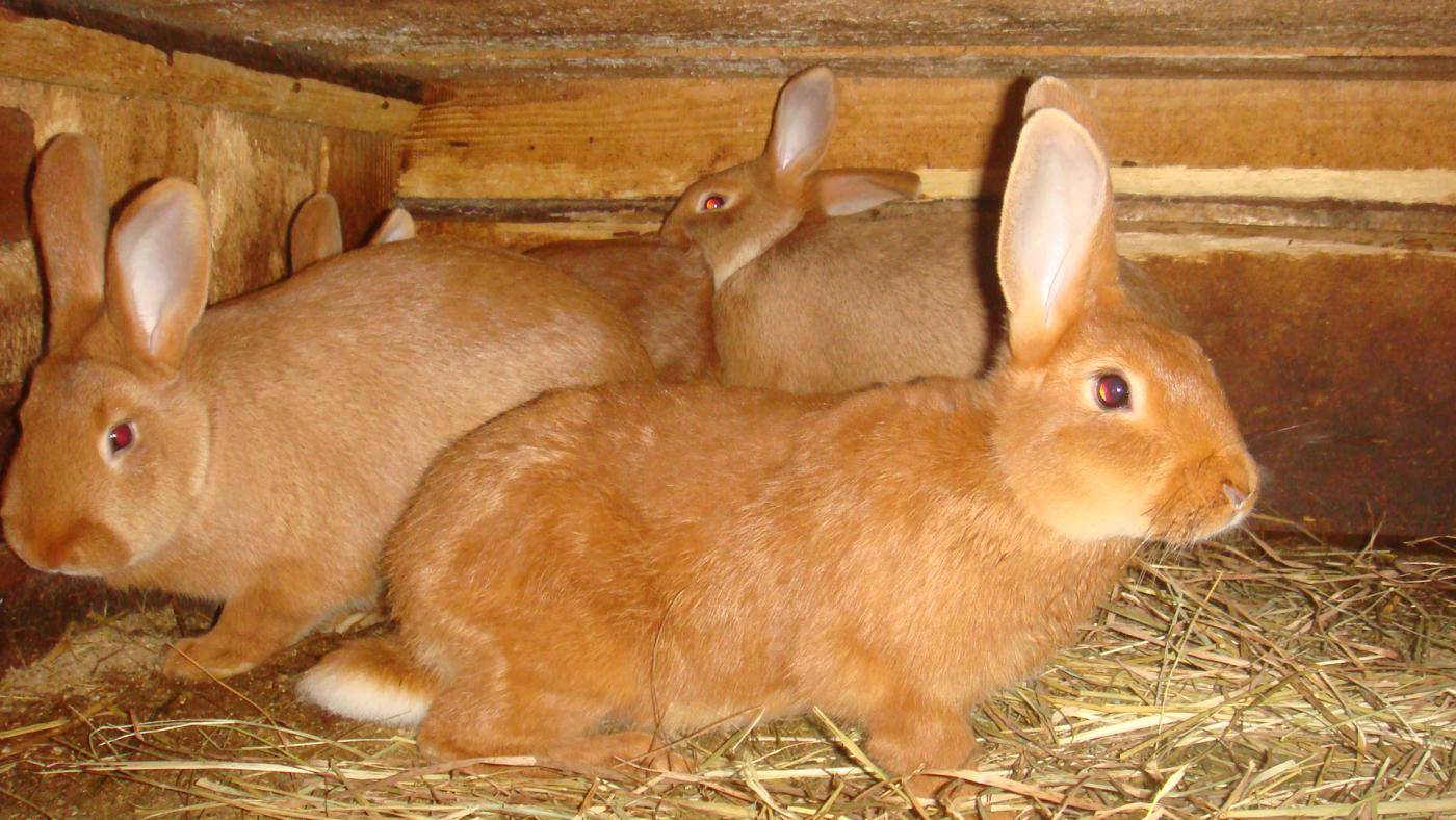 Новозеландский кролик, красные и белые подвиды