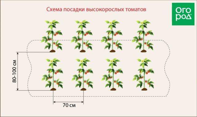 Основные правила схемы посадки томатов в теплице 3х6