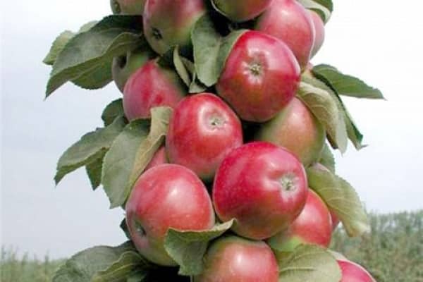 Сорт яблони малюха колоновидная – описание, фото