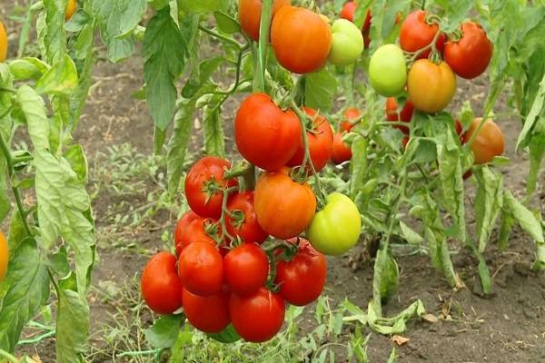Описание сорта томата Клепа, особенности выращивания и ухода